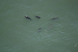 Missing Picture